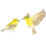 Two Yellow Birds. Super Rad.