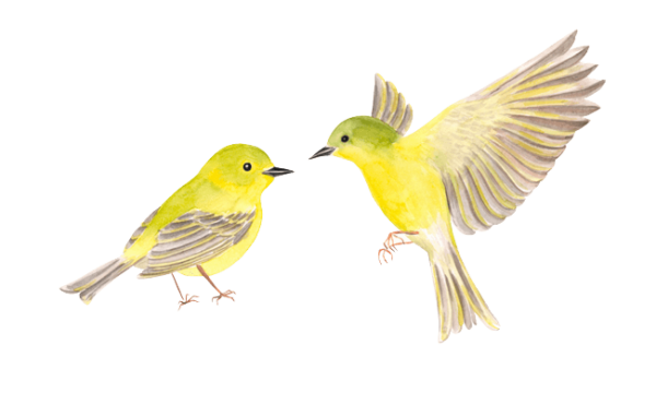 Two Yellow Birds. Super Rad.